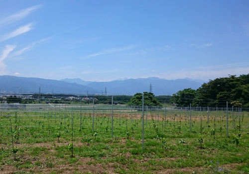 塩尻ヴィンヤード　長野　塩尻市