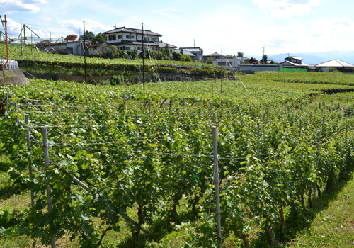 下岩崎ヴィンヤード　山梨県・甲州市勝沼町下岩崎